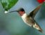 colibri 2